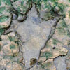 Dinosaur Footprints