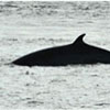 Whales